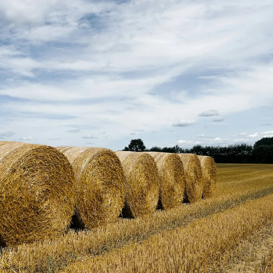 Straw bales in a field after the harvest